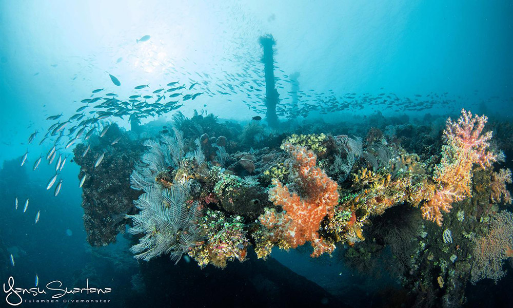 Corals growing on the USAT Liberty Wreck in Tulamben, Bali