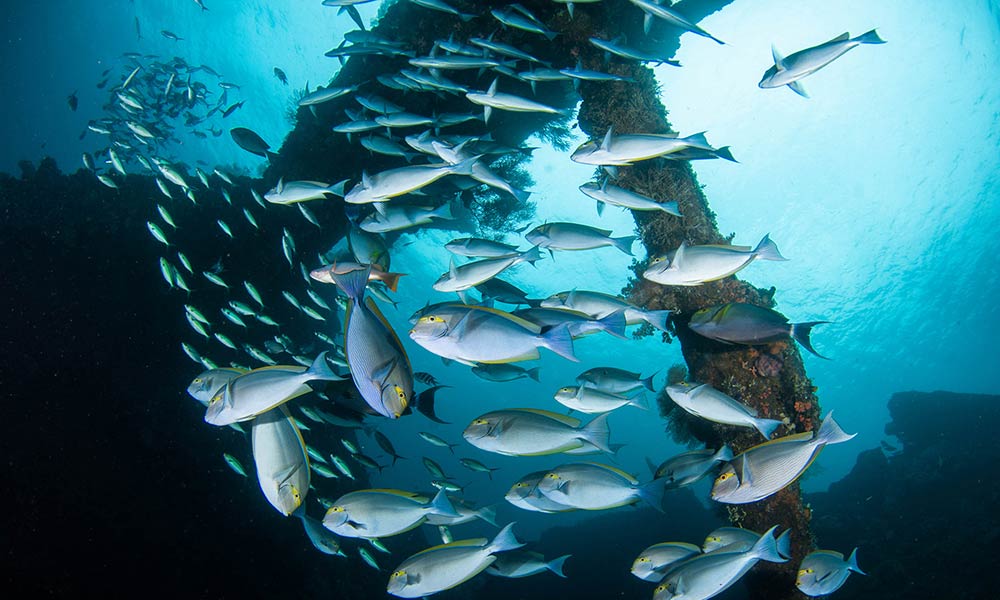 A school of surgeonfish swims around the USAT Liberty Wreck dive site in Tulamben, Bali