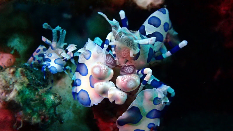 Harlequin Shrimp at Tulamben Bali Dive Site