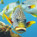 Sweetlips fish in Tulamben Bali dive site