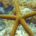 Starfish in Tulamben Bali dive site