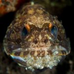 Gold-specs Jawfish with eggs in mouth at Tulamben Bali Seraya dive site