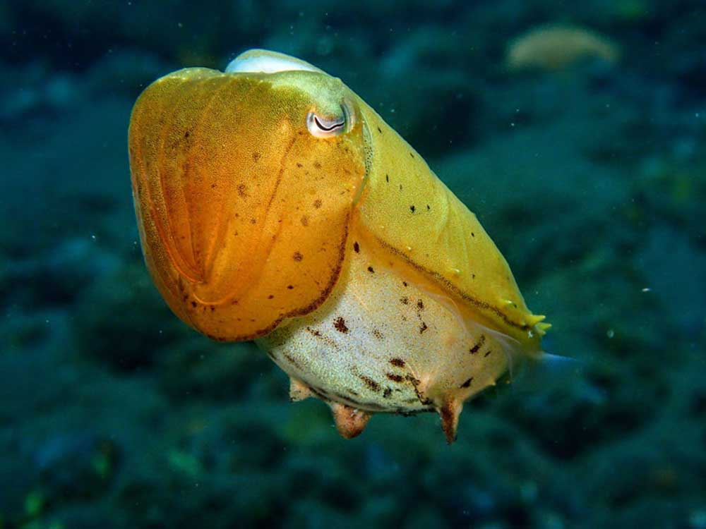 Cuttlefish at Tulamben Bali Drop Off Dive site