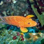 Coral Grouper at Tulamben Bali dive site