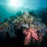 Corals at Liberty Wreck scuba diving site in Tulamben, Bali
