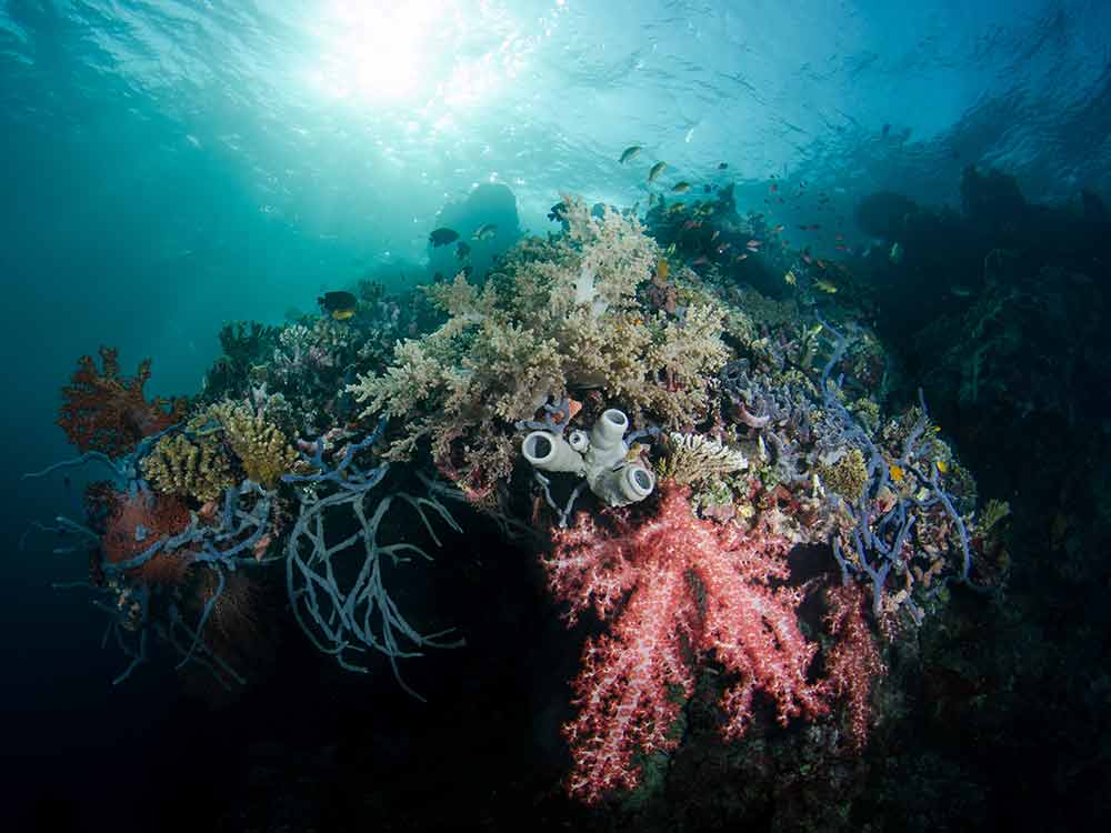 USAT Liberty Wreck Dive Site - Let's Dive Tulamben