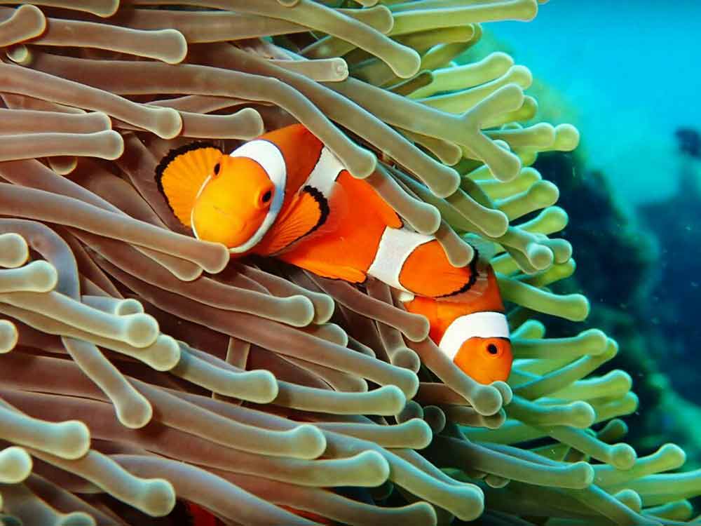 Clownfish hiding in anemone at Tulamben Bali Coral Garden scuba dive site