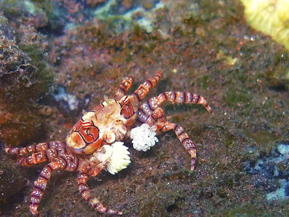 Boxer Crab Tulamben Bali Scuba Diving at Seraya Site