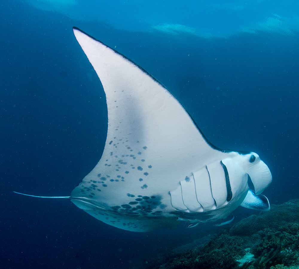 Manta Ray Diving Indonesia