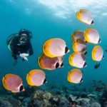 Woman diving with butterflyfish in Tulamben Bali