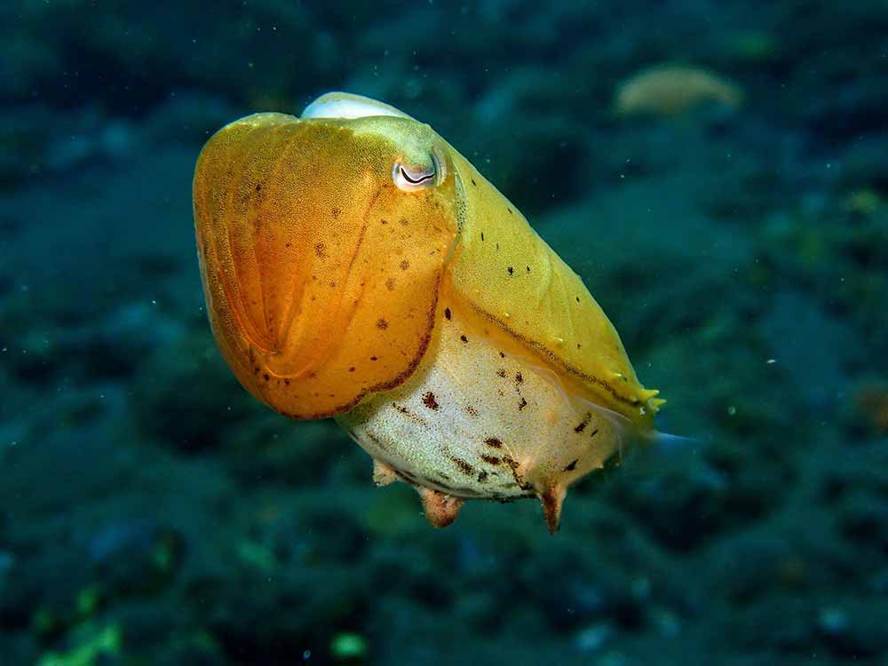 Cuttlefish during scuba dive in Tulamben, Bali