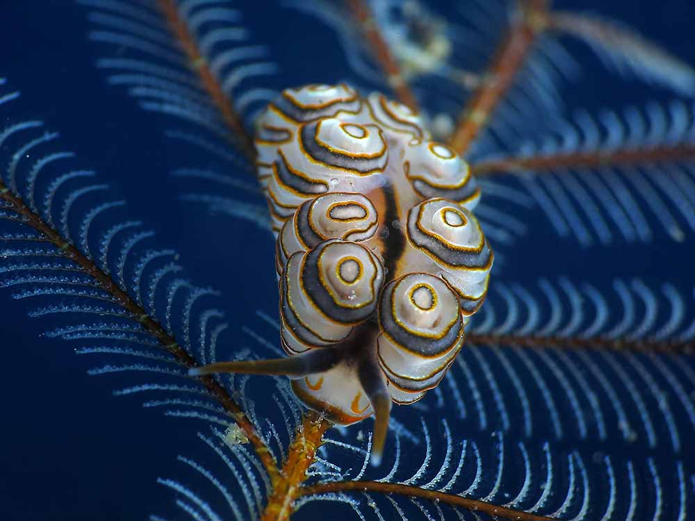 Donut Doto nudibranch at Tulamben Bali dive site, macro life underwater photography