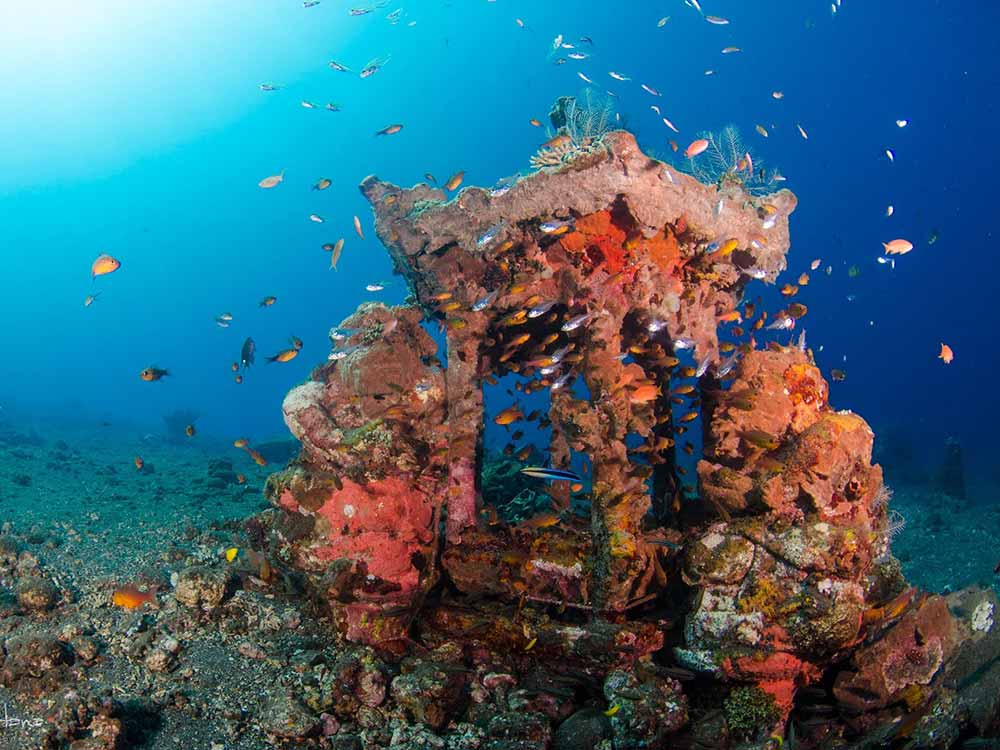 Fish swimming around coral encrusted statue at Tulamben, Bali dive site