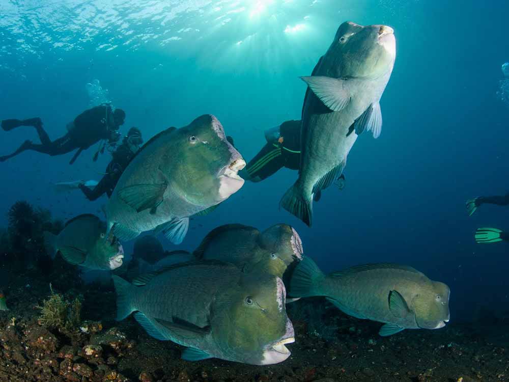 Scuba divers with group of bumphead parrotfish in Tulamben, Bali