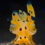 Pikachu nudibranch during Tulamben dive