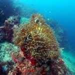 Clownfish anemone at Emerald dive site in Tulamben, Bali