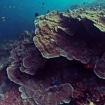 Corals at Emerald dive site in Tulamben, Bali