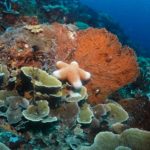 Seastar on corals at Emerald dive site in Tulamben