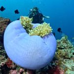 Scuba diving with clownfish anemone at Palung Palung dive site in Tulamben, Bali, Indonesia
