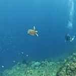 Scuba diving with a turtle at Palung Palung dive site in Tulamben, Bali, Indonesia