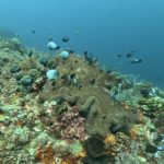 Fish swimming around coral reef at Palung Palung dive site in Tulamben, Bali, Indonesia
