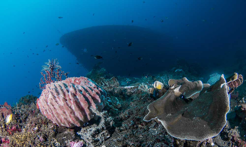 Scuba diving at Boga Wreck in Kubu, near Tulamben, Bali