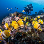 Diving with Kleins butterflyfish in Tulamben Bali