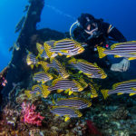 Diving with sweetlips fish at Tulamben USAT Liberty Wreck dive site in Bali