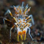 Spiny tiger shrimp tulamben bali