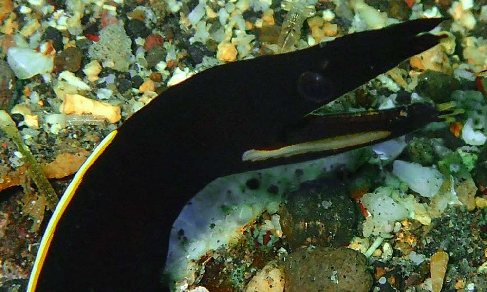 A black juvenile ribbon eel at Tulamben, Bali dive site