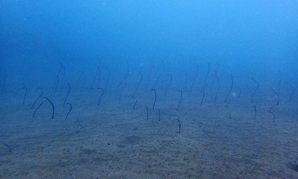 Garden eels at dive site in Tulamben, Bali
