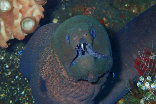 Marine Life in Tulamben: Eels 