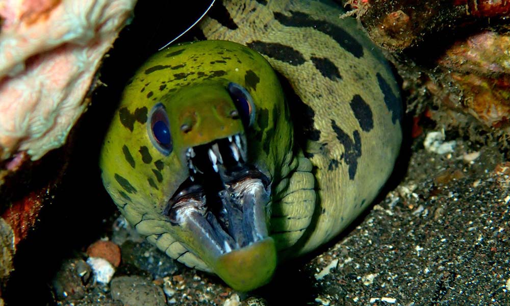 Moray eel at dive site in Tulamben, Bali 