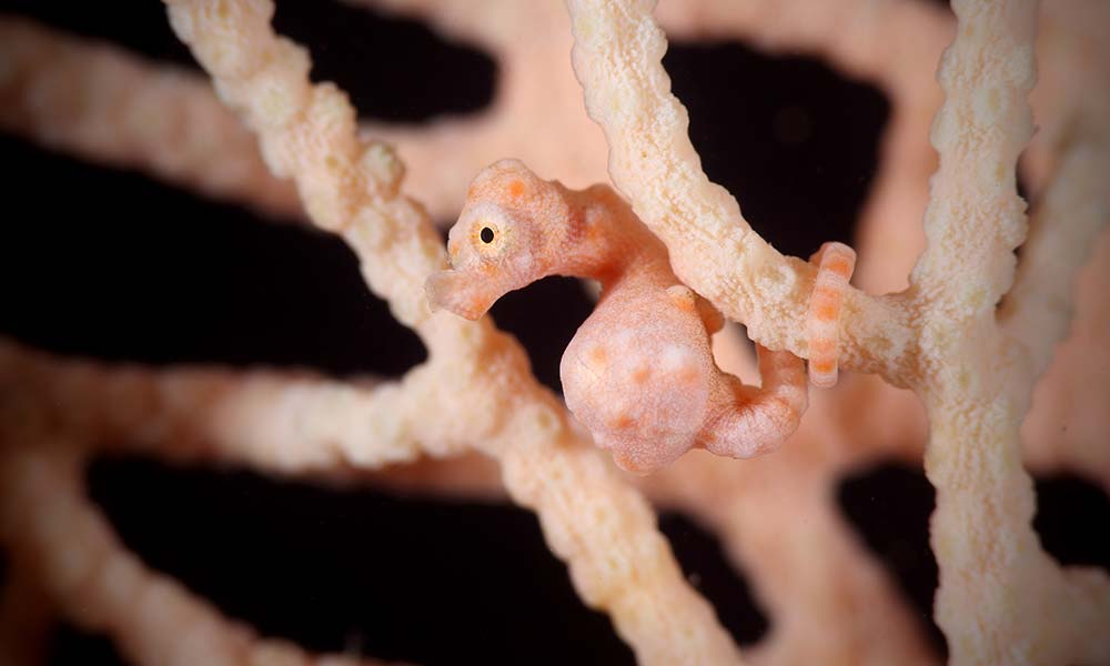 Denise's pygmy seahorse