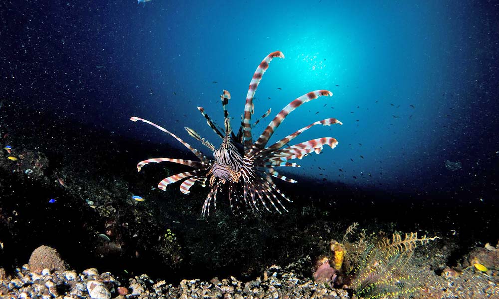 Lionfish spotted on a scuba dive trip in Indonesia