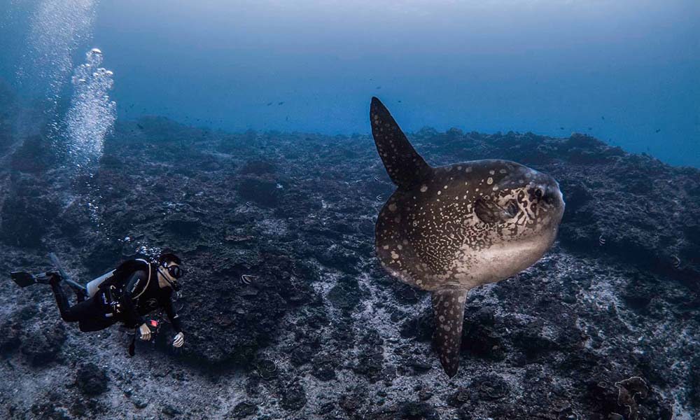 Scuba diving with mola mola sunfish in Nusa Penida, Bali, Indonesia