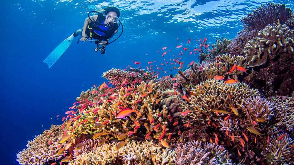Scuba diving over a colorful coral reef with fish at Noah Maratua Resort in Indonesia
