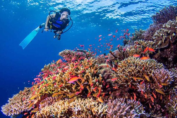 Scuba diving over a colorful coral reef with fish at Noah Maratua Resort in Indonesia