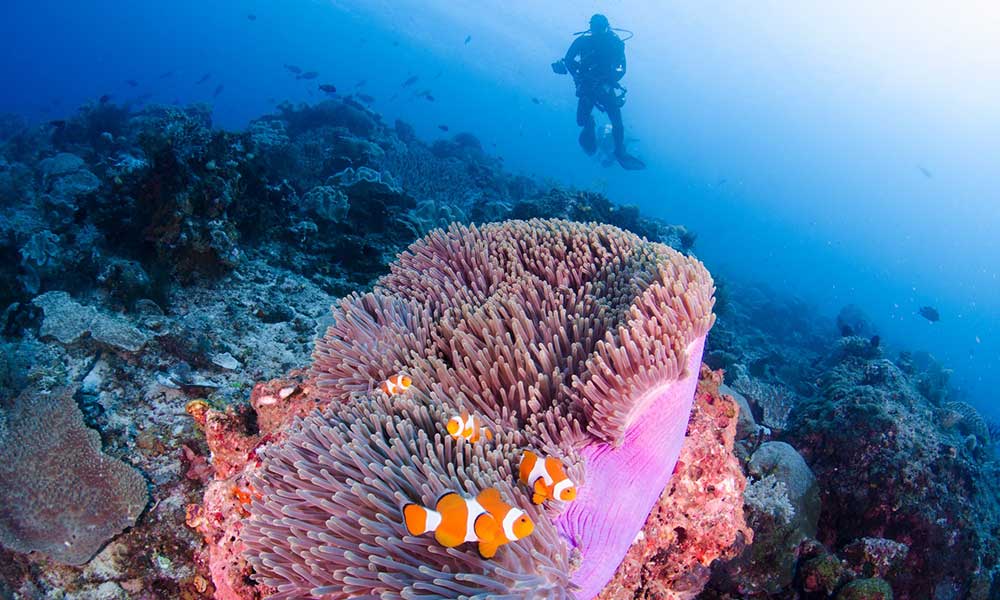 Clownfish in an anemone on the reef with a scuba diver in the distance in Indonesia