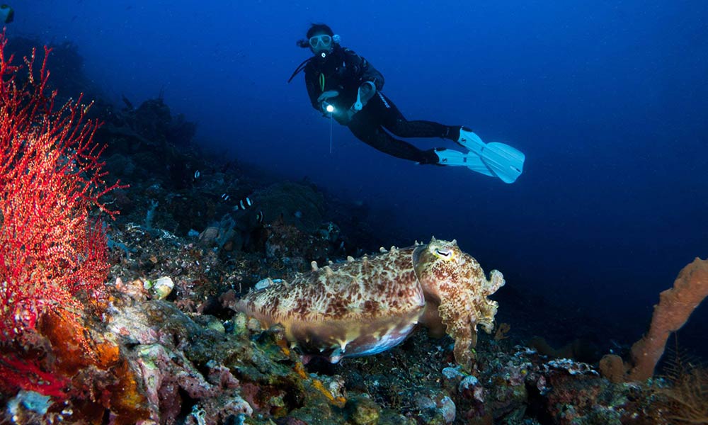 Scuba diving with a cuttlefish in Tulamben, Bali, Indonesia