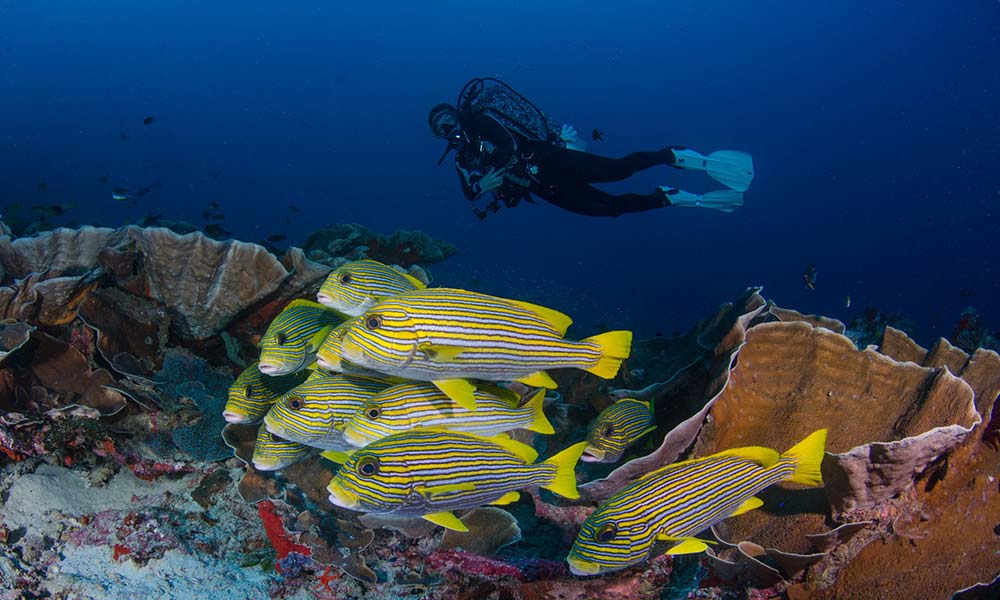 A diver with sweetlips fish on a scuba diving trip in Raja Ampat, Indonesia