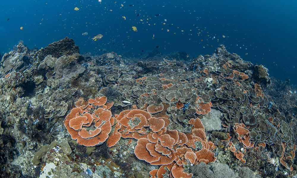Hard corals and fish at Emerald dive site in Tulamben, Bali, Indonesia