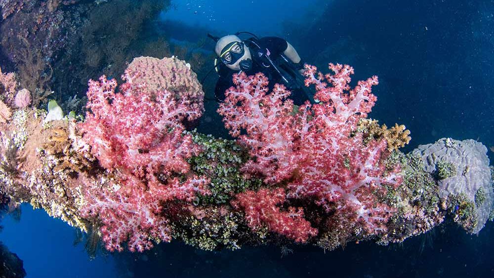Scuba diving by soft corals at the Liberty Wreck dive site in Tulamben, Bali, Indonesia