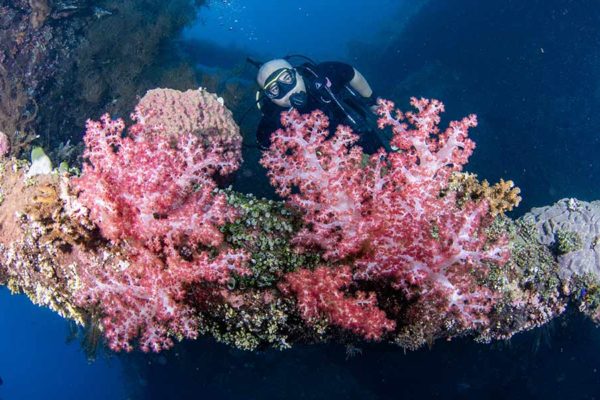 The Best Dive Sites in Tulamben Bali