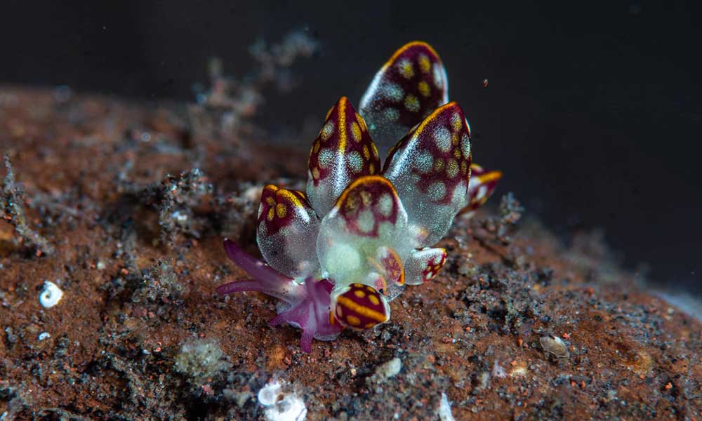cyerce kikutarobabai nudibranch at Batu Niti muck diving site in Tulamben, Bali, Indonesia