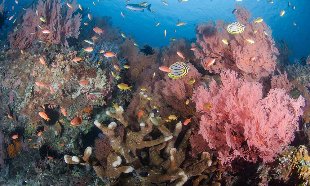 Marine life on the reef in Amed, Bali, a popular diving destination