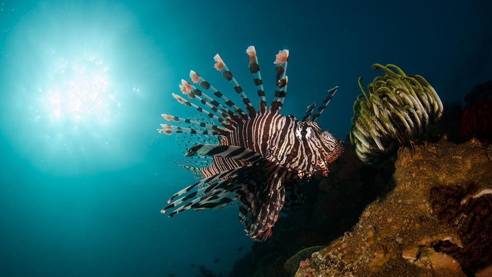 Lionfish photo taken while diving on Indonesia coral reef