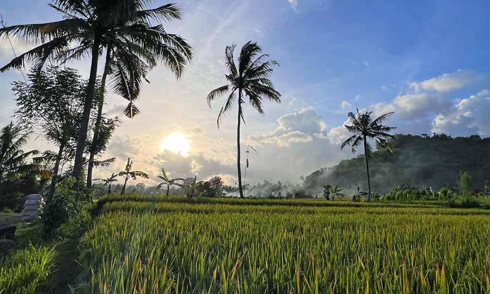 Rice fields in Tirta Gangga, Bali