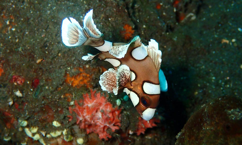 Juvenile Harlequin Sweetlips fish in Tulamben, Bali, Indonesia dive site