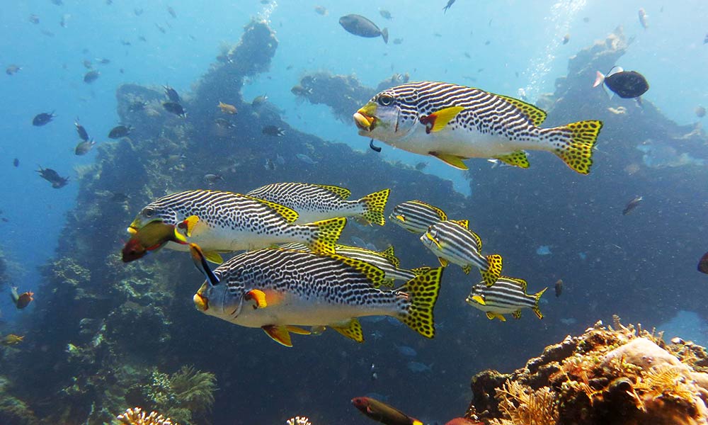 Oblique banded sweetlips fish in Tulamben, Bali, Indonesia dive site